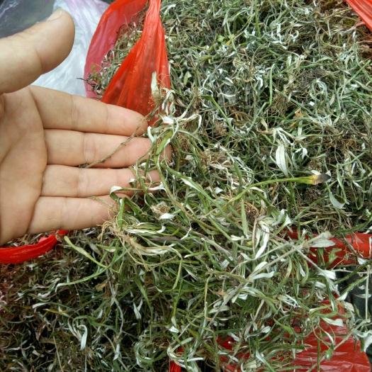 凤凰县 天青地白草，有需要的可以联系