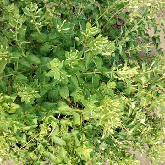 濮阳县四季金银花苗 货真价实