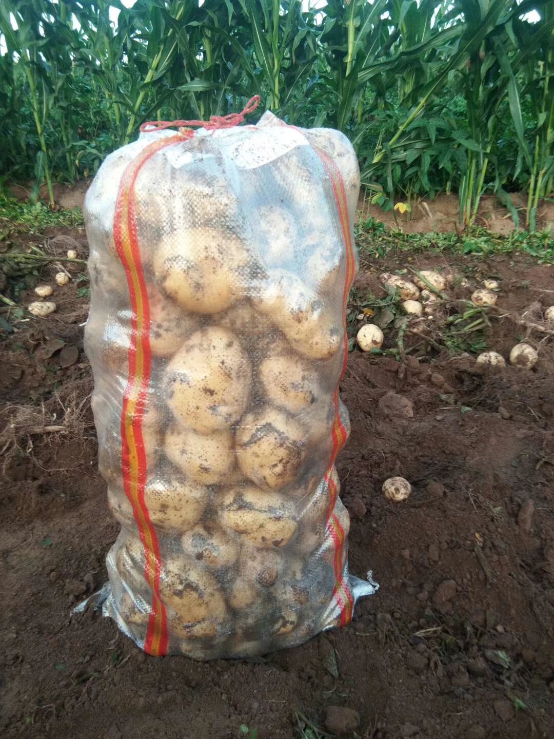 荷兰806马铃薯 2两通天荷兰