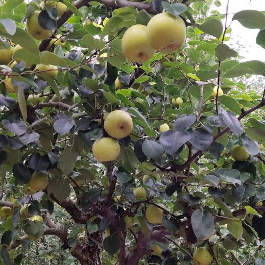 砀山县 皇冠梨，