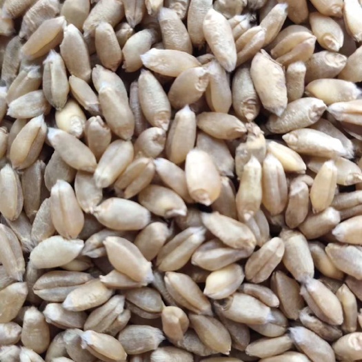 荆州 自然干小麦，水份14下，容重760左右，量大