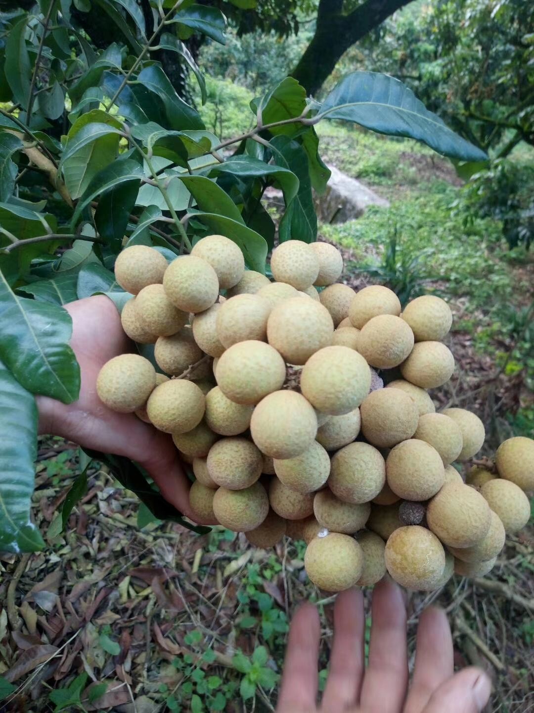  灵山冰糖黄皮石硖龙眼