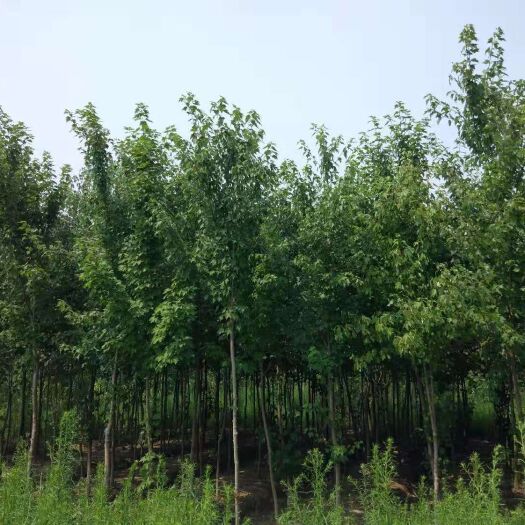 天长市美国红枫苗 自己苗圃出售美国红枫