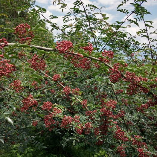汉源县汉源花椒（贡椒） 一级 鲜花椒 汉源花椒（贡椒） 一级 鲜花椒