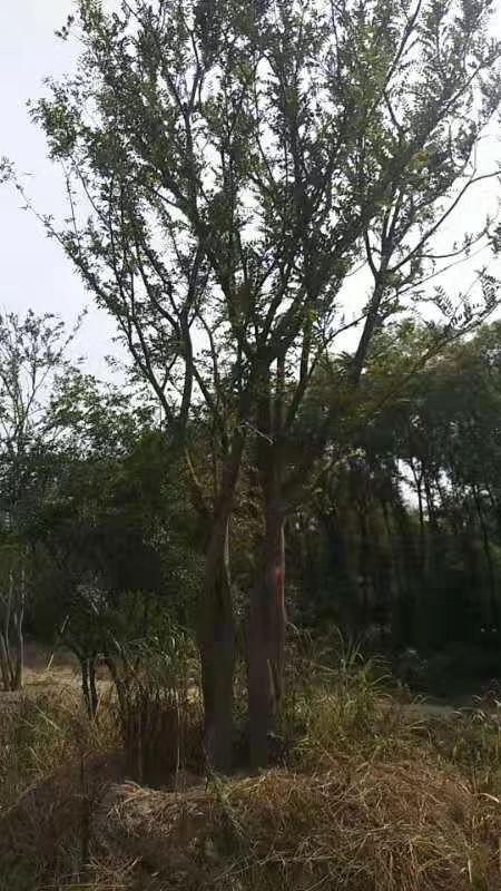 海宁市 丛生朴树3/5杆每杆不少于7公分
