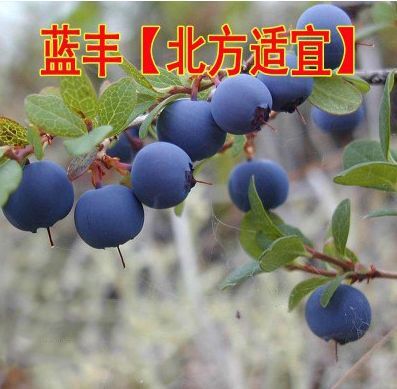 泰安 蓝丰蓝莓品种蓝莓苗量大价格从优