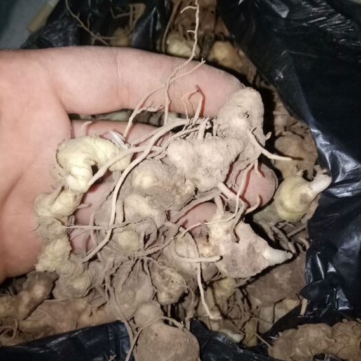 凤凰县黄精种苗 野生多花黄精芽头，需要种植的可联系