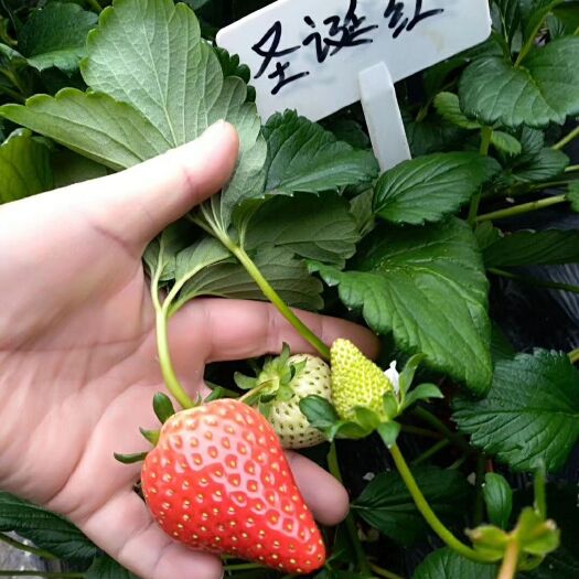 泰安 圣诞红草莓苗，隋珠草莓苗，优质圣诞红草莓苗