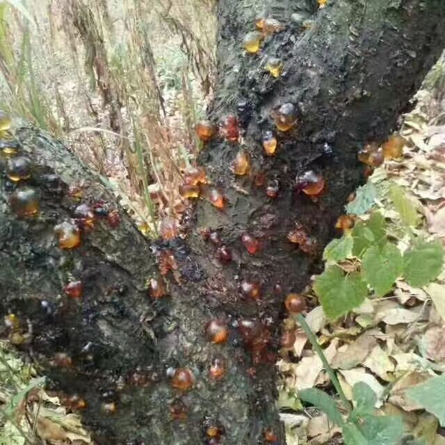 黄桃胶 自家桃园，一手货源，质量保证，假一赔十