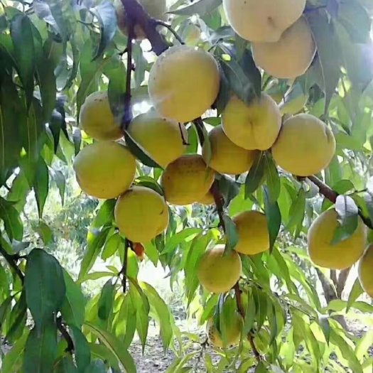 江陵县 正宗三湖锦绣黄桃