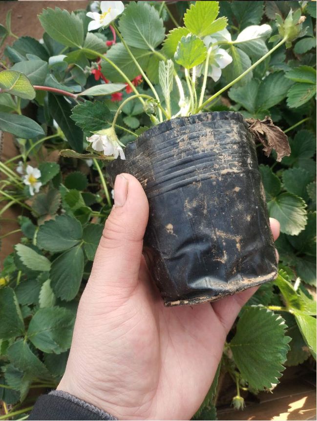  营养杯草莓苗 保证成活率 杯苗 20-30公分 根状茎粗