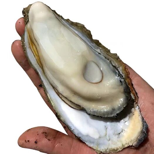 乳山市大连生蚝 大连蚝，二倍体蚝，生蚝批发