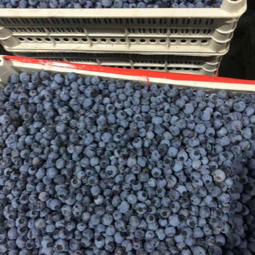 庄河市蓝丰蓝莓 【蓝丰、伯克利、美登】*50*吨冻果批量出售