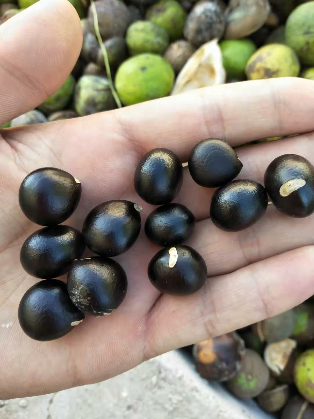  文冠果种子  新货，颗粒及大又饱满。