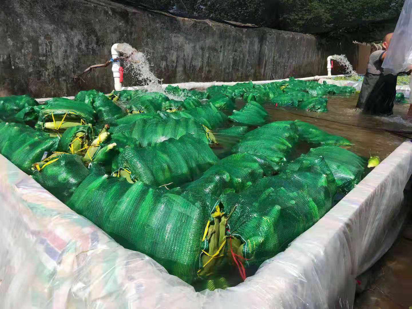  泰系水果玉米