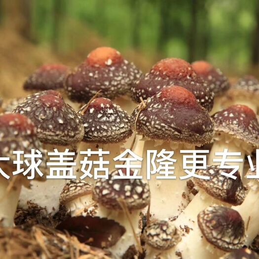 虞城县 金隆菇业 常年供应大球盖菇菌种和灵芝盆景
