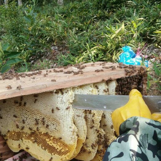  原始森林里的蜂蜜