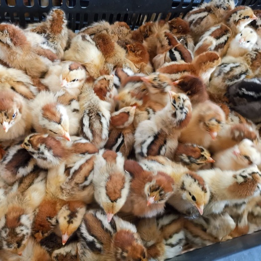南宁 大量批发各种土鸡苗，瑶鸡苗，麻鸡苗，等各种鸡苗
