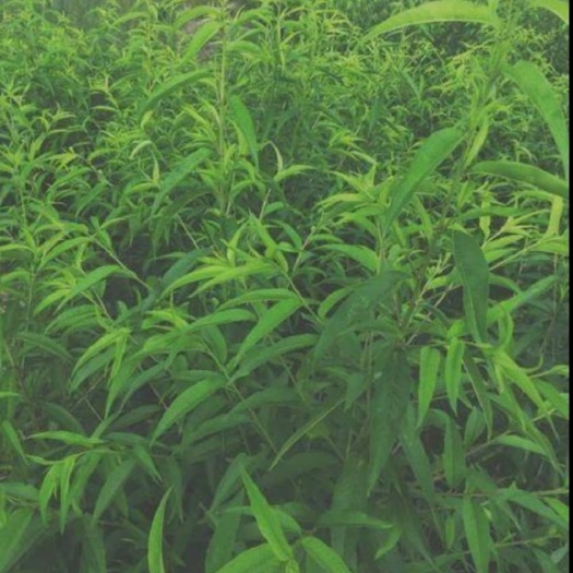 阳朔县 桃树苗 山桃直生苗