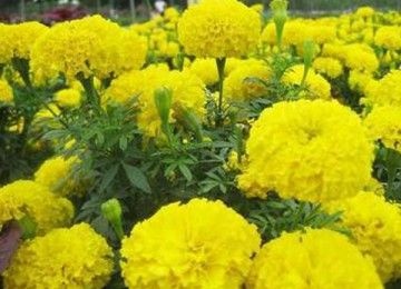 青州市万寿菊苗