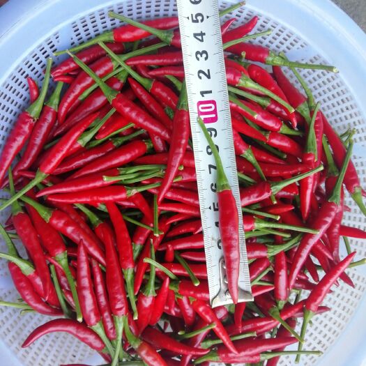 会同县朝天椒 5cm以下 中辣 红色