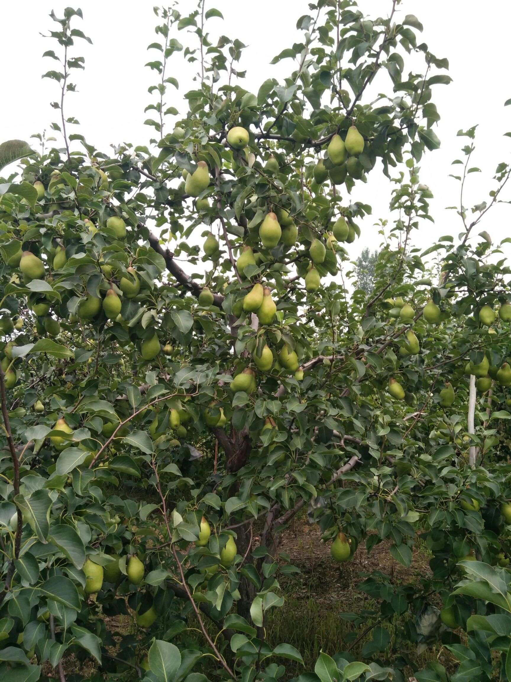  早酥梨烟台梨贵妃梨