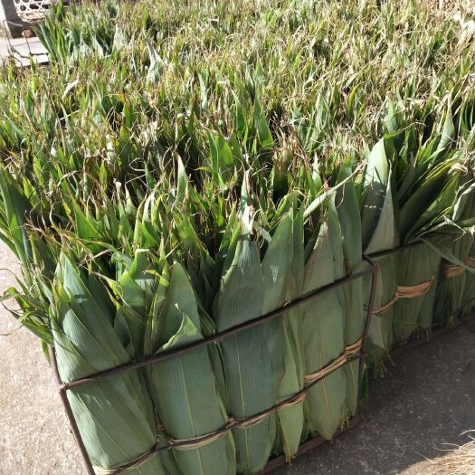 杭州粽叶 箬叶8.5到12公分，60斤一包。