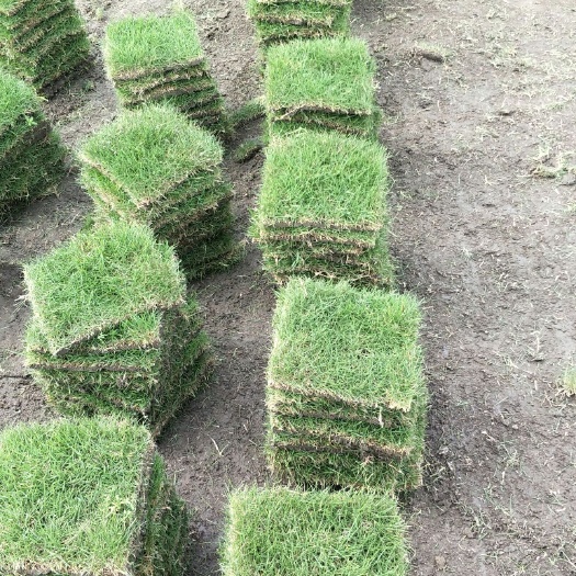 宾阳县马尼拉草皮