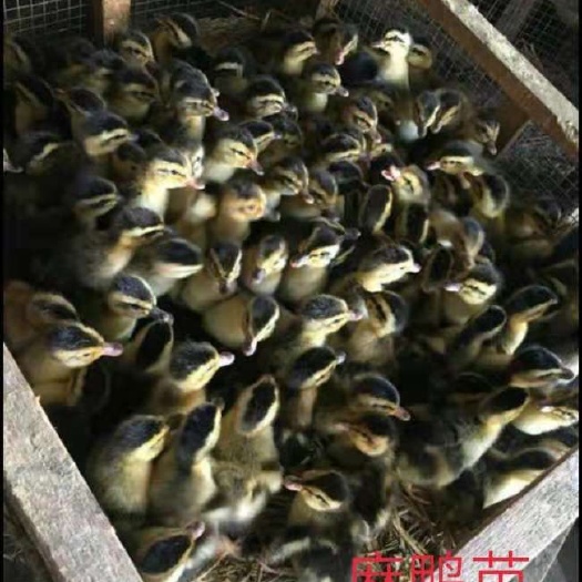 南宁鸭苗麻鸭苗