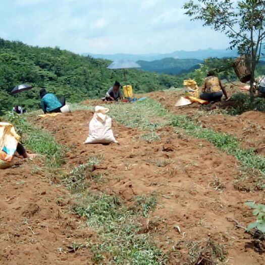 镇远县连片旱地，通硬化路