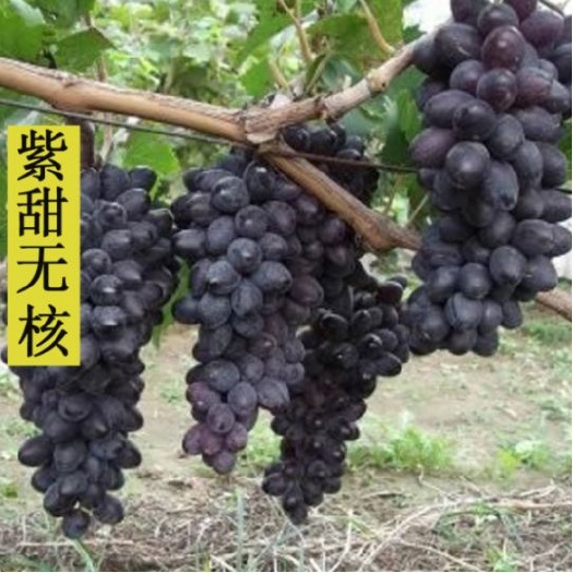 泰安 A17紫甜无核葡萄苗 基地现挖现发的 自然无核 市场潜力大