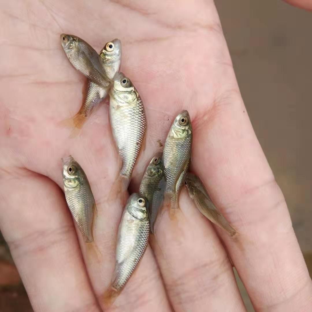 鲤鱼苗   3-4公分鲤鱼苗