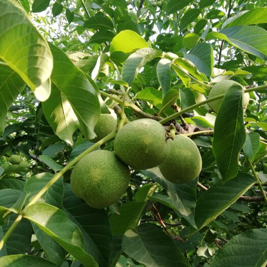 高阳县 2019年青皮核桃开始上市！