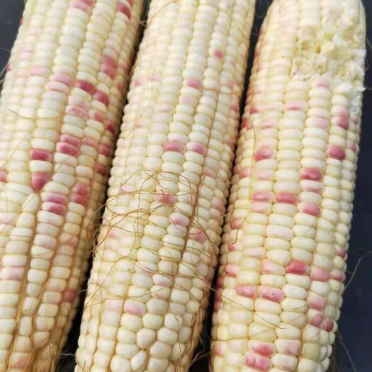 花甜糯玉米 彩甜糯玉米
