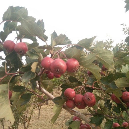 葫芦岛 辽宁省葫芦岛市老王家果园山楂10月下旬大量下树