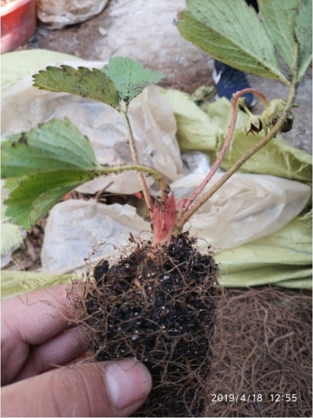  营养杯草莓苗 保证成活率 杯苗 20-30公分 根状茎粗