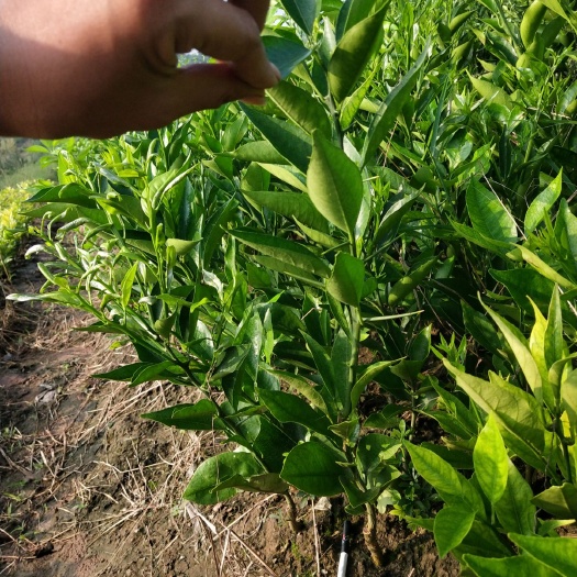 资阳塔罗科血橙苗  塔罗科血橙8号，品种保障，可签合同