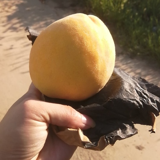 枣阳市锦绣黄桃 单个果大，味甜