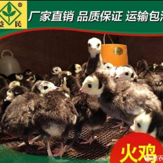 衡阳火鸡苗贝蒂纳火鸡苗青铜火鸡苗，出厂做疫苗，运输途中包路损