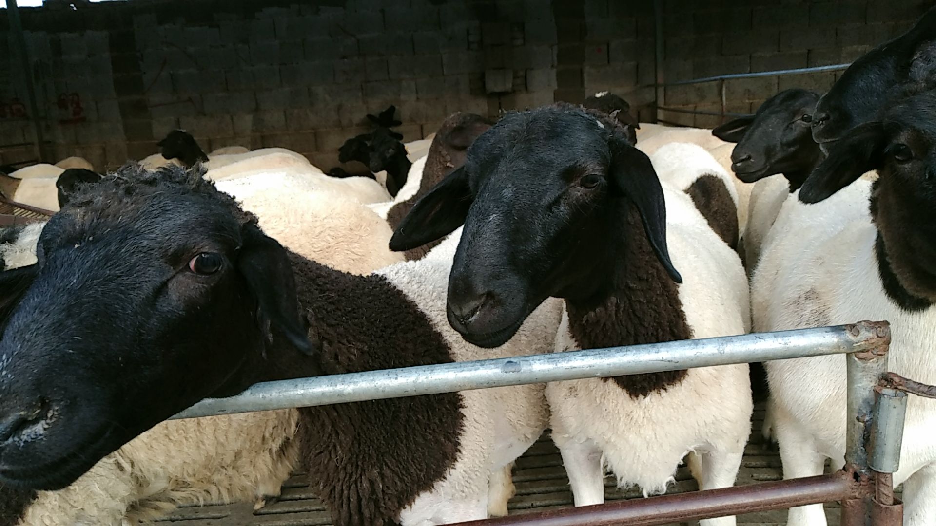 黑头杜波 黑头杜泊 长势如何 吃什么长势最快