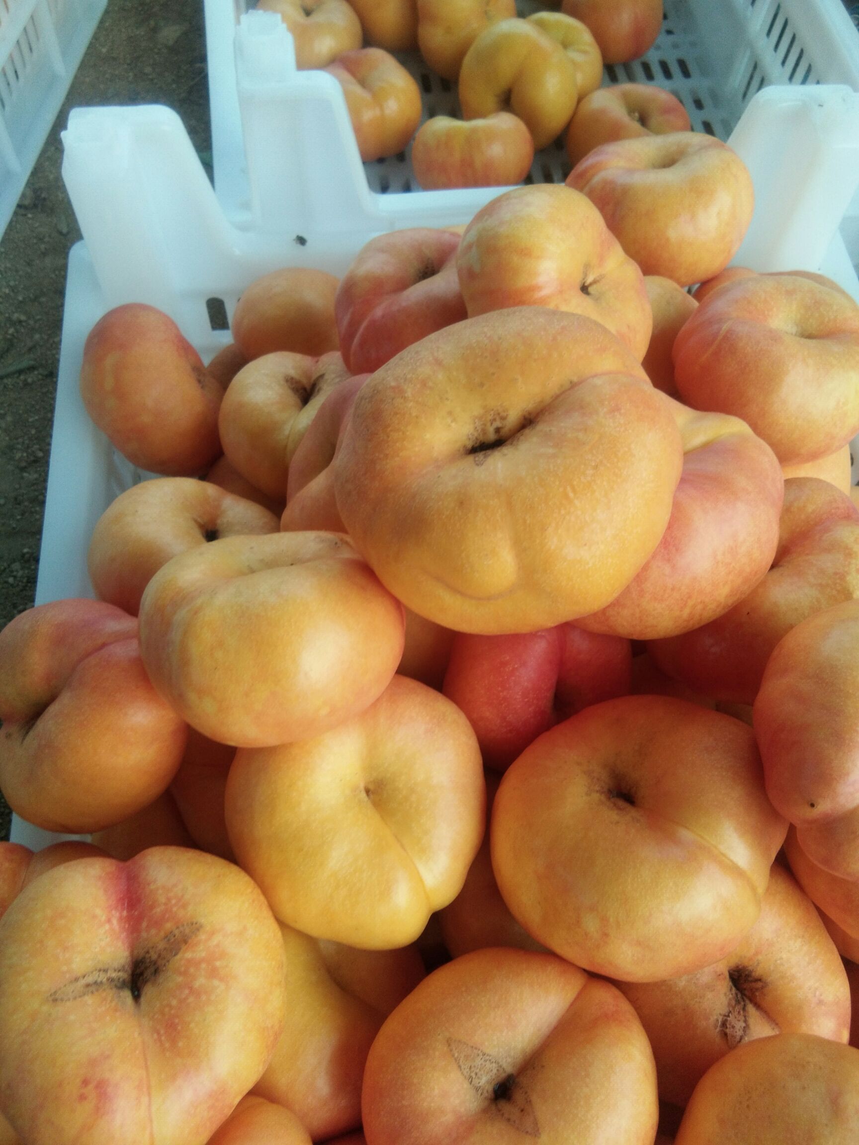 蒙阴蜜桃 45mm以上 4两以上