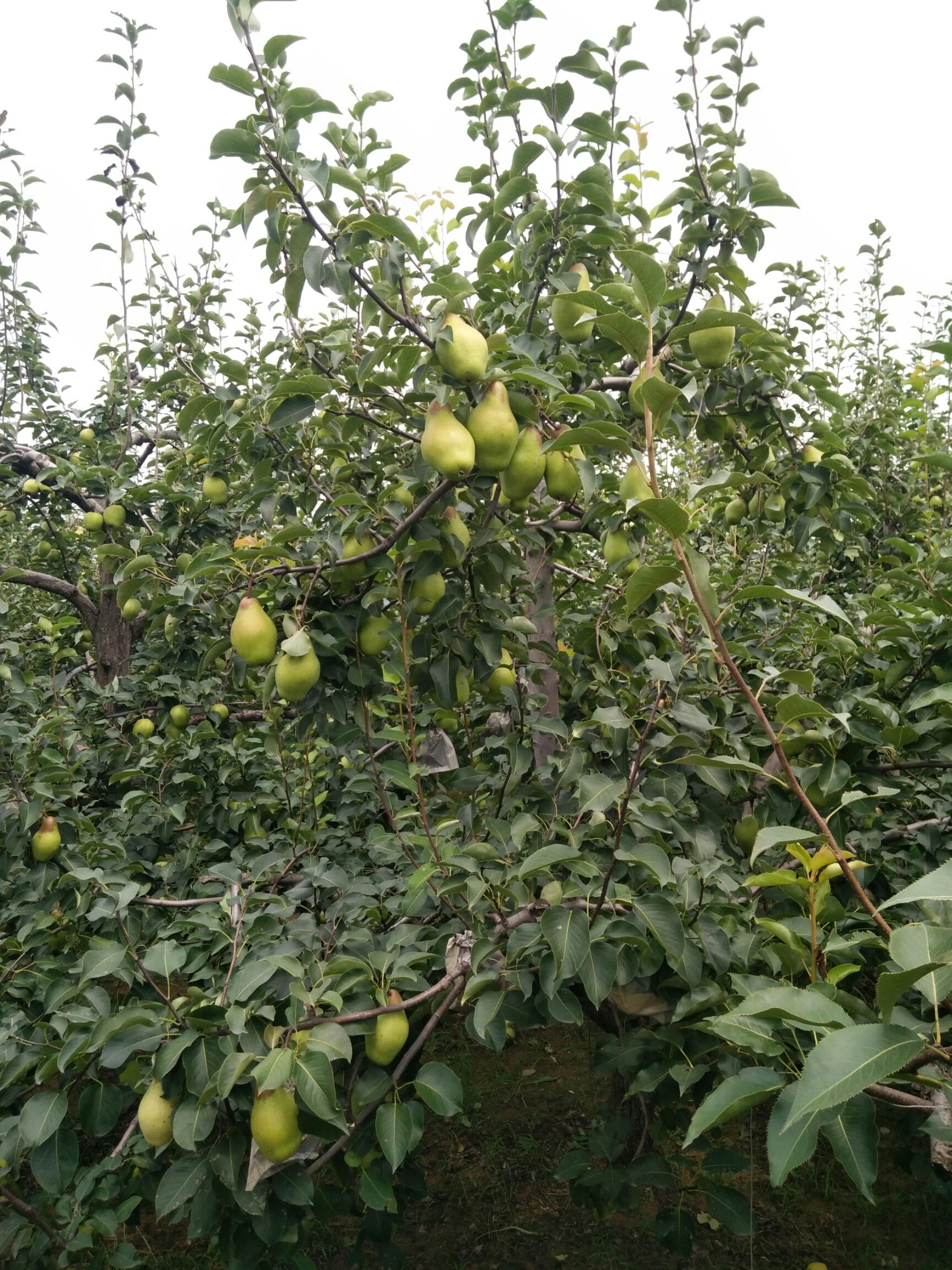  早酥梨烟台梨贵妃梨