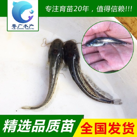 广州鲶鱼苗 南方大口鲶鱼苗 淡水养殖活体鱼苗批发