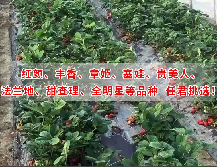  营养杯草莓苗 保证成活率 杯苗 20-30公分 根状茎粗