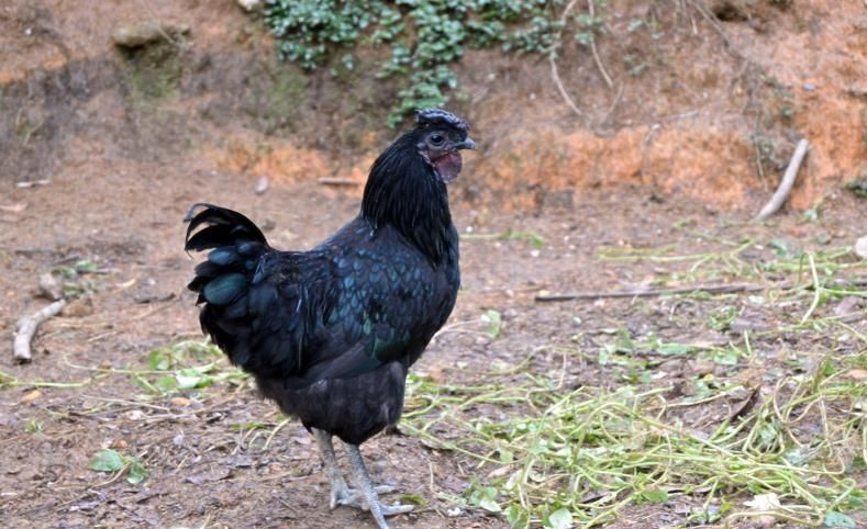 昆明 五黑鸡苗 疫苗包打 诚信经营