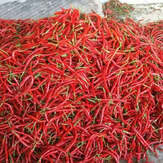 重庆市香辣七号 新鲜，无害