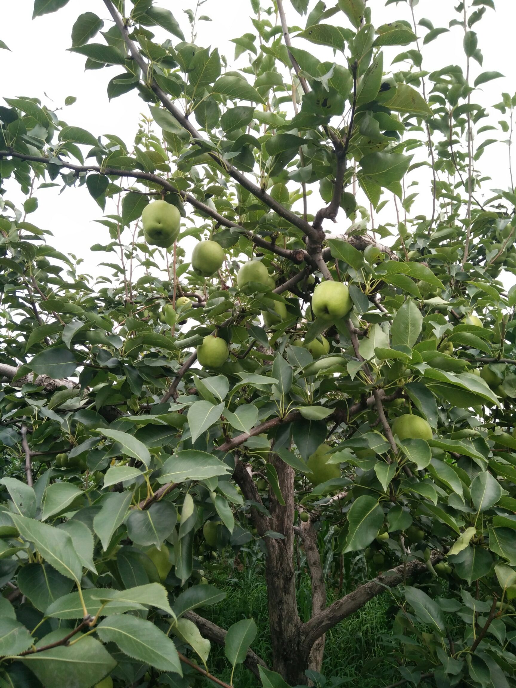  早酥梨烟台梨贵妃梨