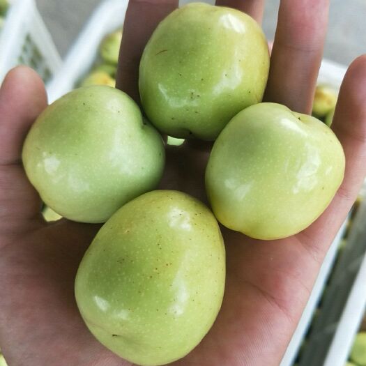 夏县早脆王 价钱低，质量杠杠滴
