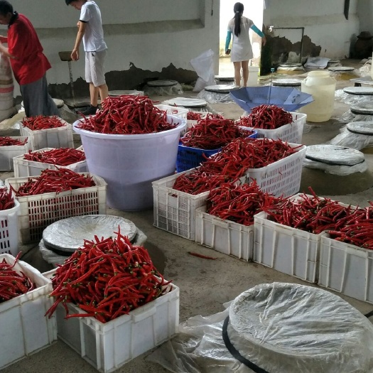 重庆市香辣七号 专业合作社，初次种植，品质优良，欢迎采购