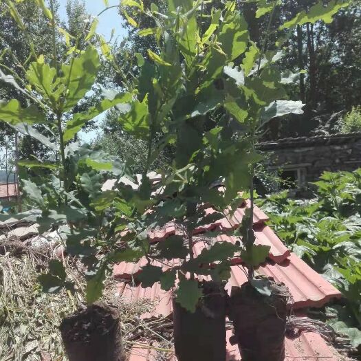 围场县 绿化用蒙古栎（蔡树）幼苗，自己培育，品质好，量大有优惠